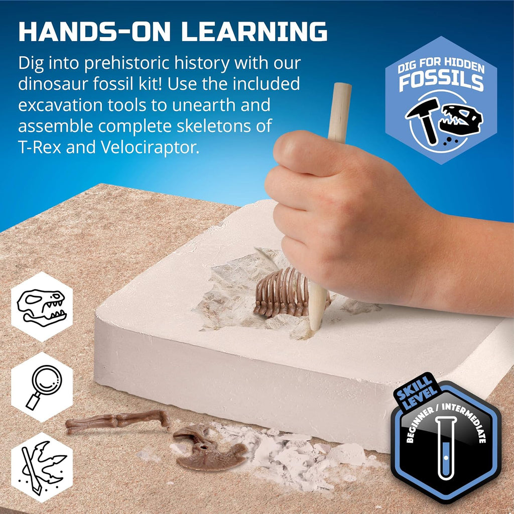 Discovery Kit de excavación de fósiles de dinosaurios - Excavar y montar esqueletos de T-Rex y Velociraptor | Rompecabezas de huesos de dinosaurio 3D | Juguete de paleontología jurásica para niños |